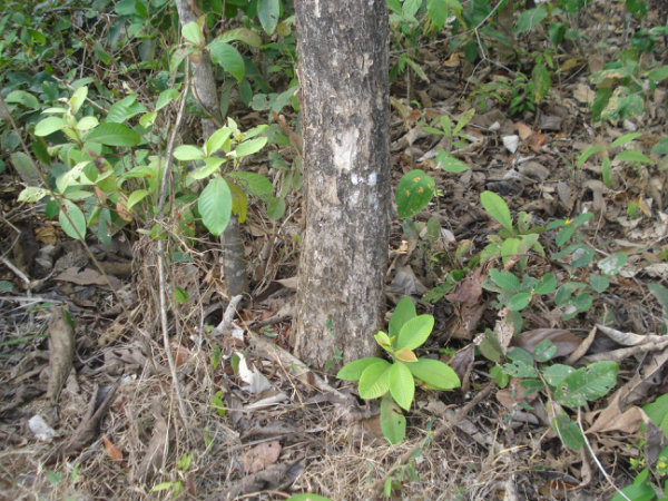 Panama- 95 hectares forest farm for sale in La Arenosa, La Chorrera.