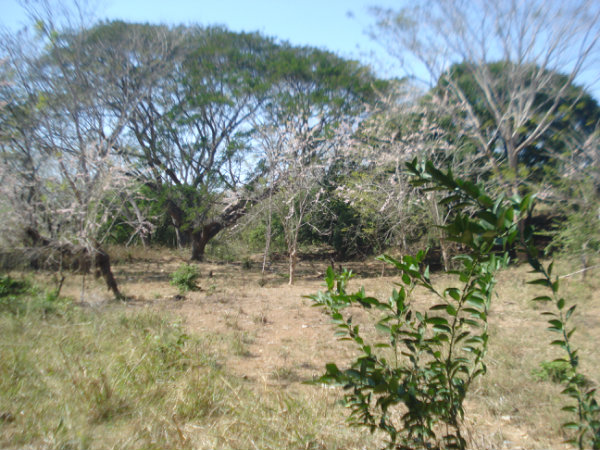 HERRERA CHITRE LOT  OF 3.2 HECTARES FOR SALE
