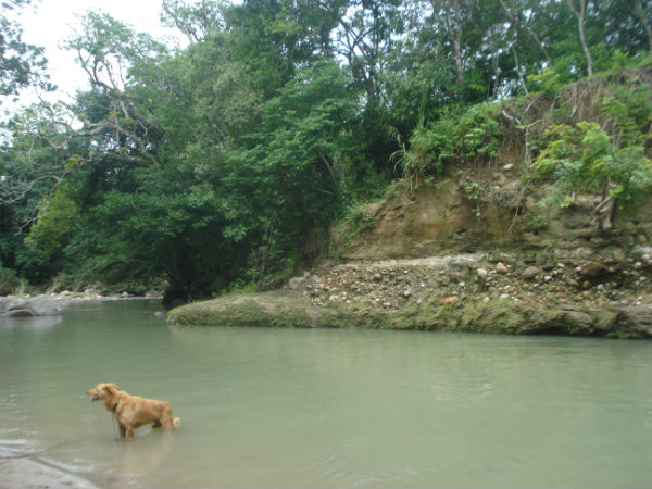 ZARATI RIVER, PAJONAL, PENONOME, COCLE, PANAMA, LAND FOR SALE
2.4 HECTARES FOR SALE, PERMACULTURE, ORGANIC FARM, ZARATI RIVER, PAJONAL, COCLE, PENONOME, PANAMA, FINCA ORAGNICA EN VENTA