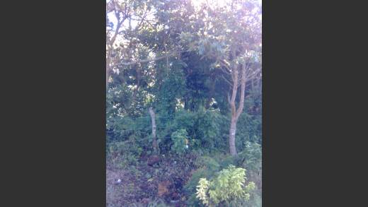Farm in Colon