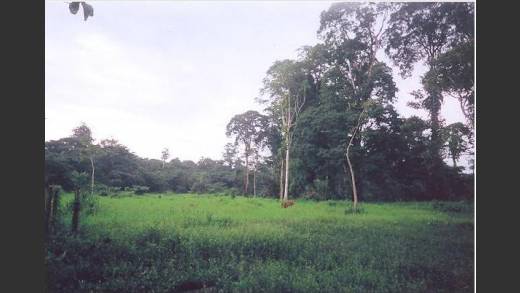 BOCAS DEL TORO, FINCA EN CHANGUINOLA.