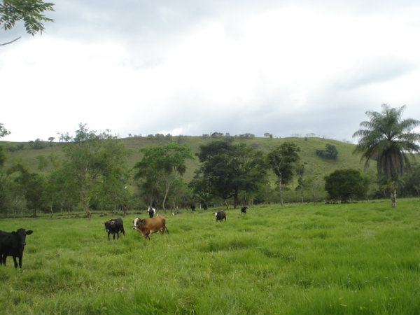 Farm in Guaca - near David, Chiriqui