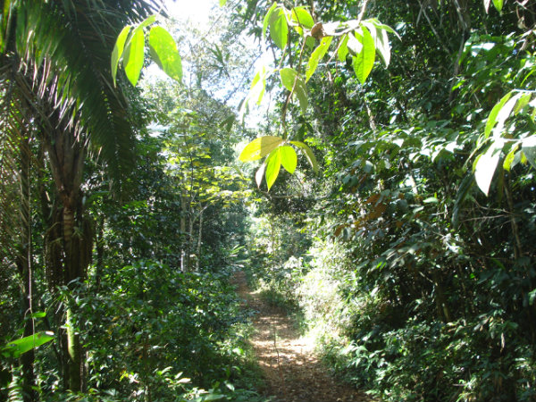 Terreno en Venta al lado de Finca La Herradura, Canitas de Chepo.