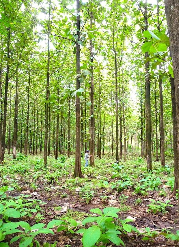 Penonome 2 Ha of 10 year old teak Panama residency visa reforestation teak package