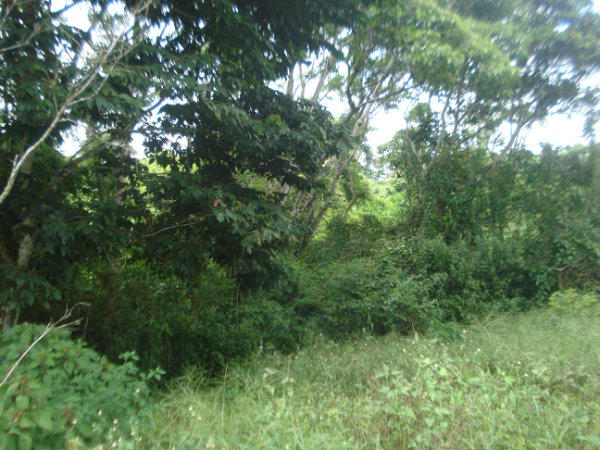 MOUNTAIN LOT, CAISAN, VOLCAN, CHIRIQUI, PANAMA, COUNTRYSIDE PROPERTY, FOR SALE