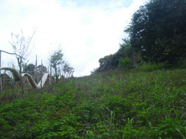 PANAMA, COUNTRYSIDE PROPERTY, FOR SALE, MOUNTAIN LOT, CAISAN, VOLCAN, CHIRIQUI