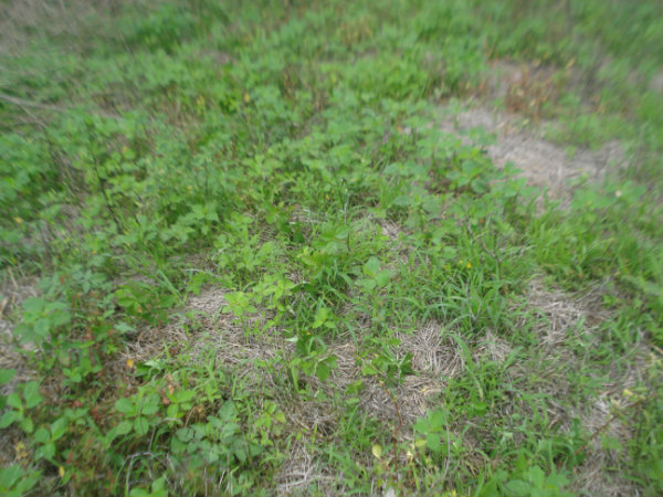 CAISAN, VOLCAN, CHIRIQUI, PANAMA, COUNTRYSIDE PROPERTY, FOR SALE, MOUNTAIN LOT