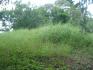 FARM IN THE HIGHLANDS OF PANAMA, CAISAN, VOLCAN, BUGABA, DAVID, CHIRIQUI, PANAMA, 11 ACRES FOR SALE