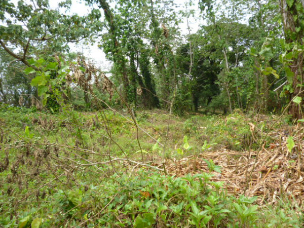 PANAMA OESTE, ARRAIJAN, 14 HECTAREAS EN NUEVO CHORRILLO.