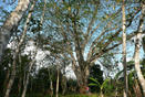 GIANT COROTU TREE, PERMACULTURE, ORGANIC FARM FOR SALE, PENONOME, COCLE, PANAMA FOR SALE PERMACULTURE, ORGANIC FARM, PAJONAL, PENONOME, COCLE, PANAMA, FINCA PERMACULTURA EN VENTA.