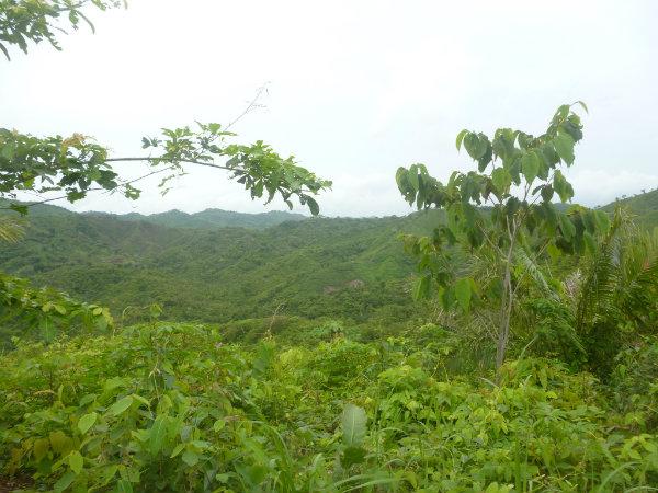 79 ACRES OF FARM LAND FOR SALE IN OCU, HERRERA, PANAMA
