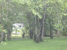 MORNING MIST IN THE JUNGLES OF PANAMA EN VENTA TERRENO EN DARIEN PANAMA, LAND FOR SALE EN DARIEN PANAMA