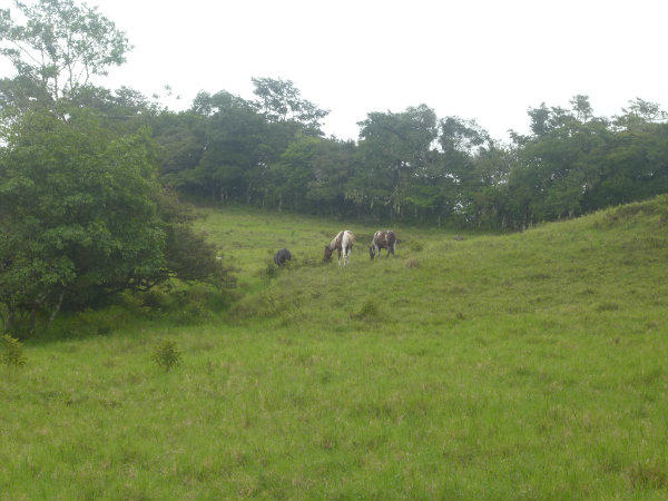 COUNTRYSIDE MOUNTAIN VIEW FARM FOR SALE IN VOLCAN, PANAMA