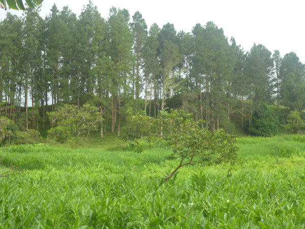 RIVERFRONT FARM FOR SALE IN VOLCAN, PANAMA