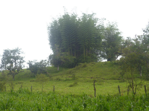 133 ACRES IN VOLCAN, CHIRIQUI, PANAMA IS FOR SALE