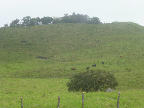 HERD OF CATTLE ON THE FARM FOR SALE IN VOLCAN, DAVID, PANAMA