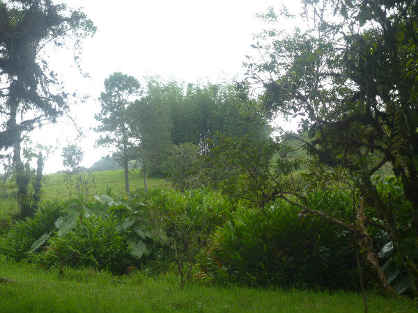 HIGHLAND LAND FOR SALE IN VOLCAN, CHIRIQUI, PANAMA