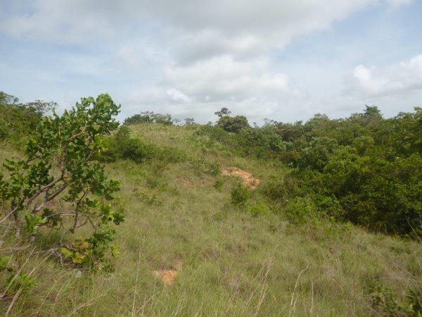 CLEARANCE ON THE PROPERTY FOR SALE IN LA PINTADA, PANAMA