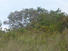 PANAMA, HIGHLAND PROPERTY FOR SALE LOCATED IN LA PINTADA, COCLE