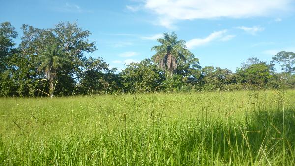 CHIRIQUI, BOQUERON, FARM FOR SALE IN BAGALA