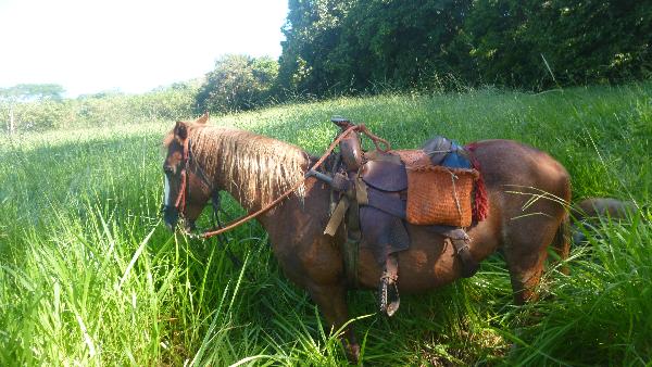 CHIRIQUI, BOQUERON, FARM FOR SALE IN BAGALA