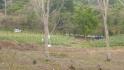 CHIRIQUI, RENACIMIENTO, PLAZA CAISAN, WORKING FARM FOR SALE