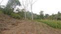 CHIRIQUI, RENACIMIENTO, PLAZA CAISAN, WORKING FARM FOR SALE