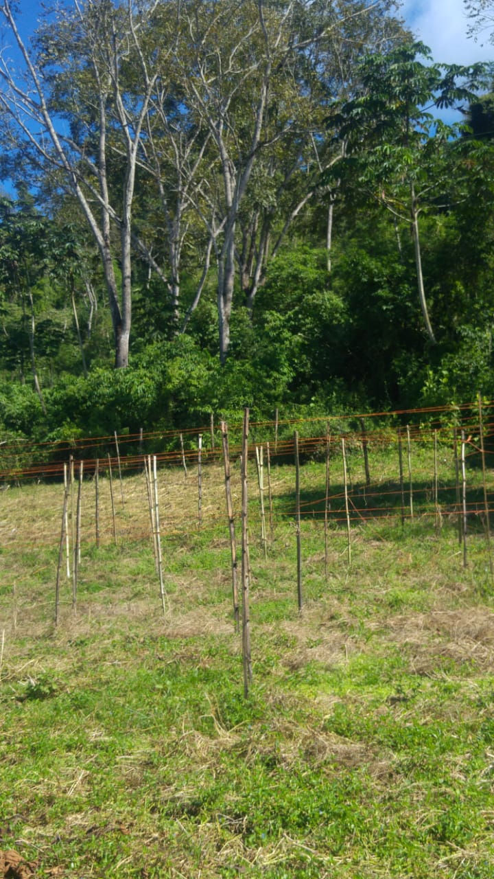 CHIRIQUI, RENACIMIENTO, PLAZA CAISAN, WORKING FARM FOR SALE