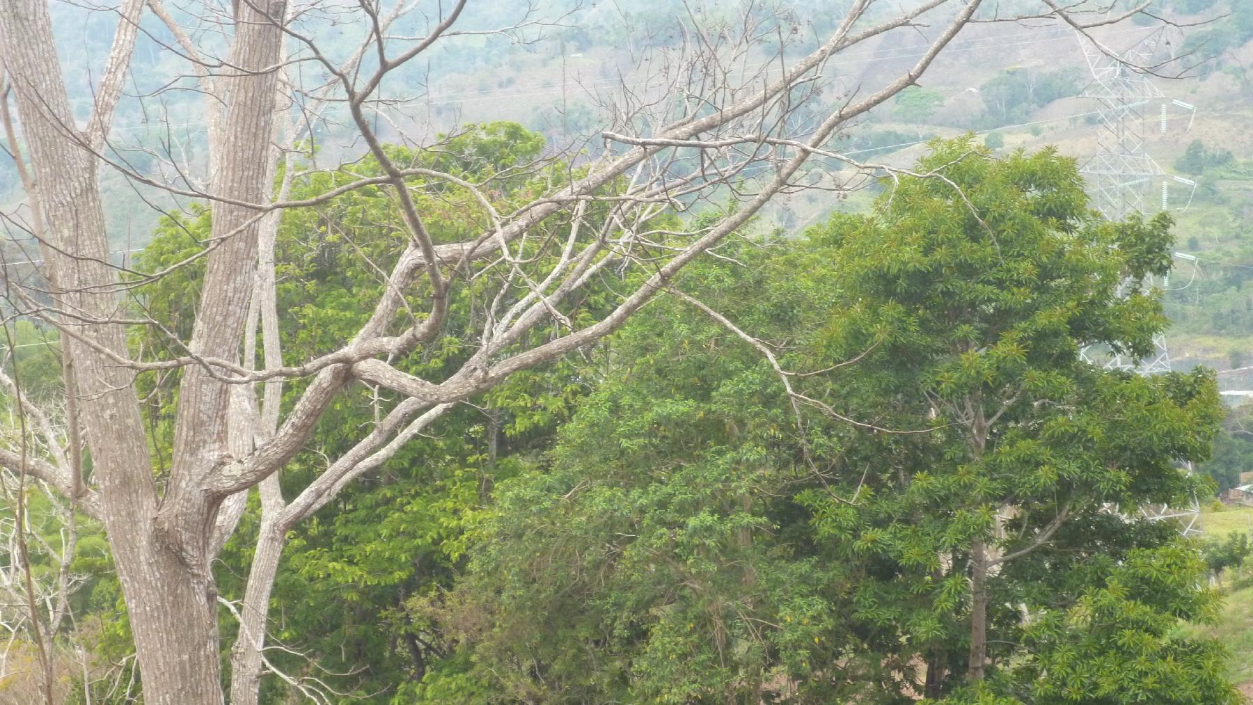 CHIRIQUI, RENACIMIENTO, PLAZA CAISAN, WORKING FARM FOR SALE