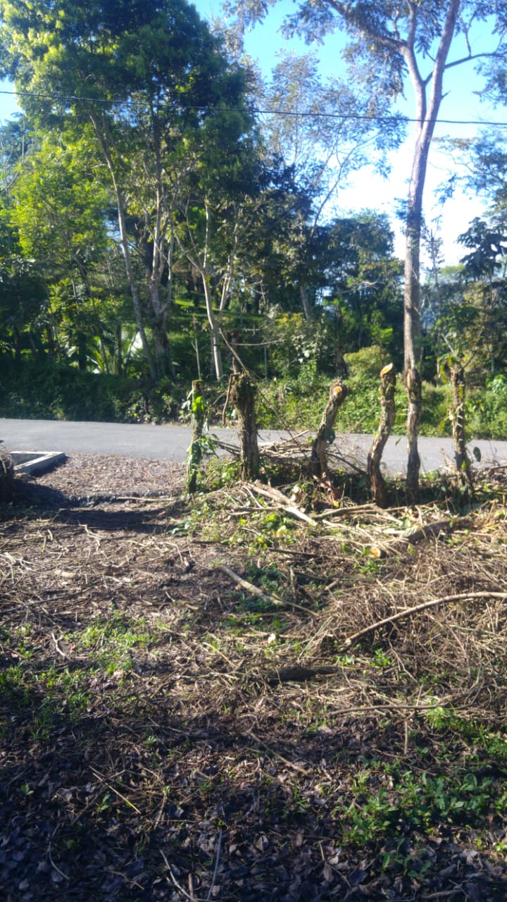 CHIRIQUI, RENACIMIENTO, PLAZA CAISAN, WORKING FARM FOR SALE