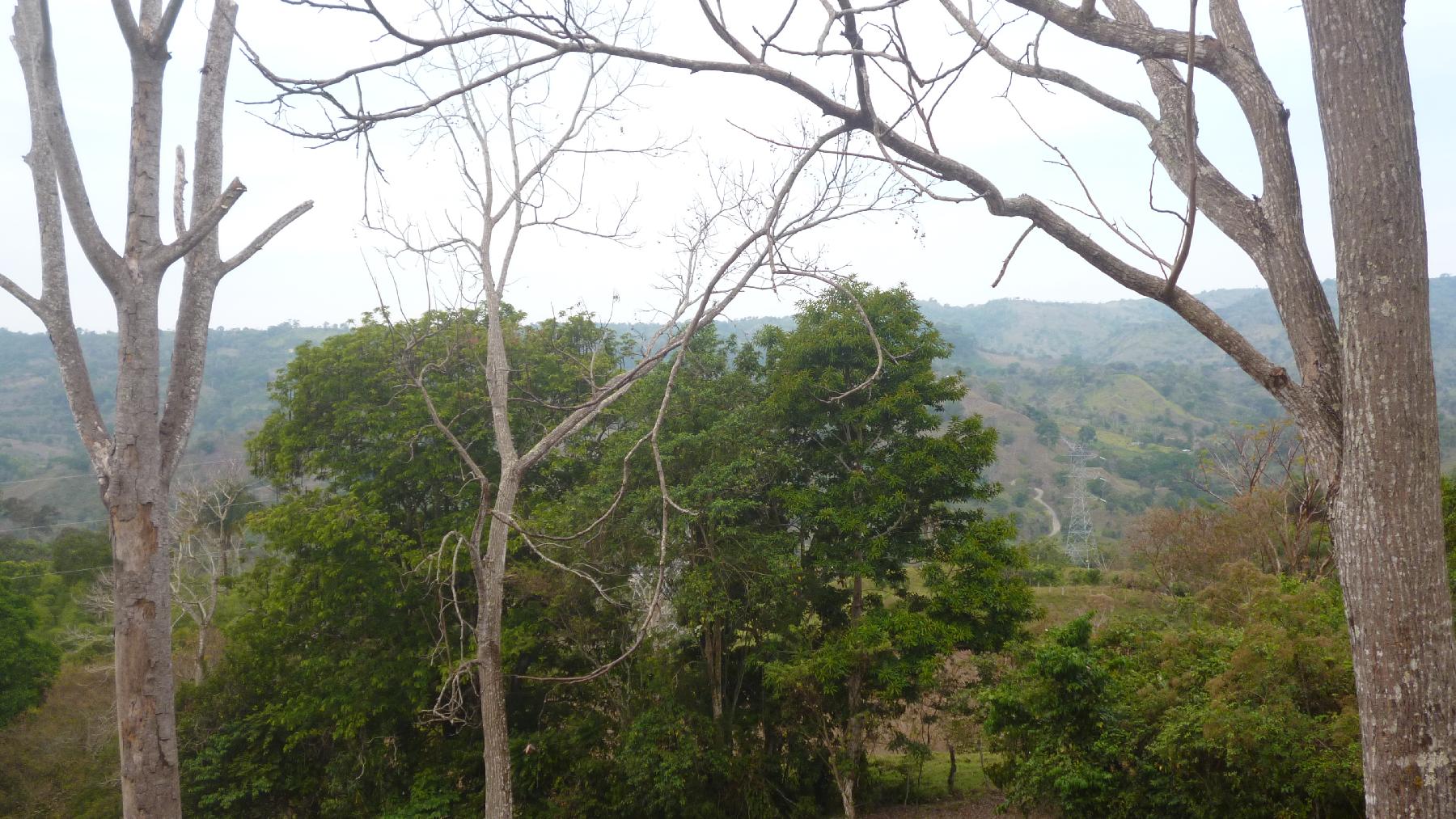 CHIRIQUI, RENACIMIENTO, PLAZA CAISAN, WORKING FARM FOR SALE