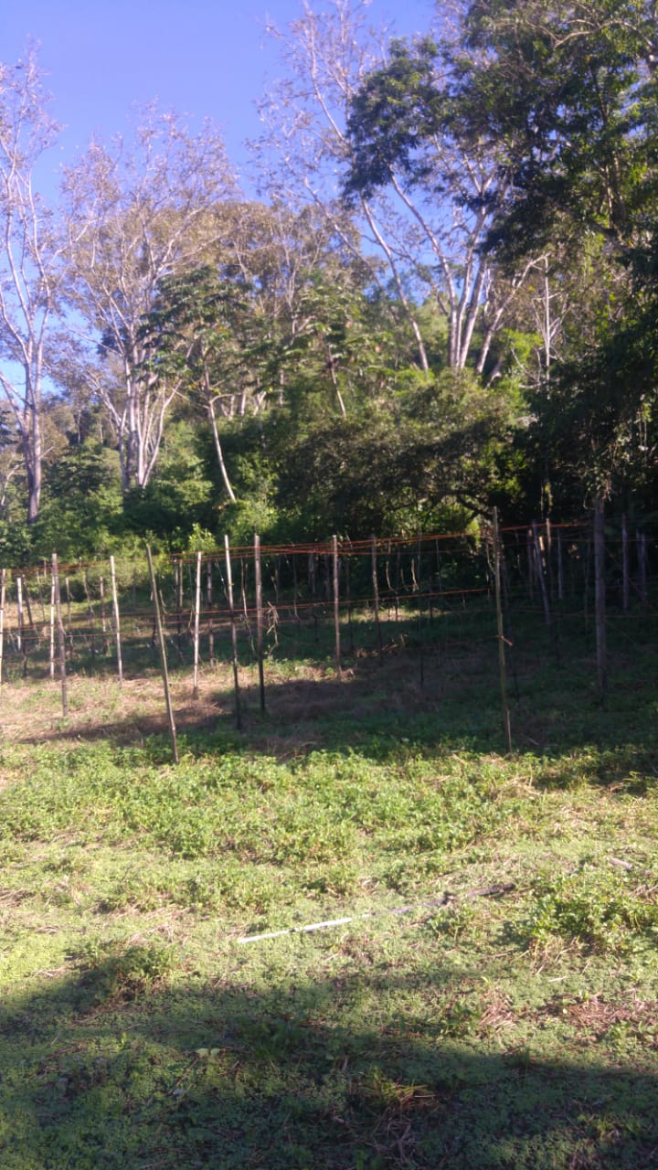 CHIRIQUI, RENACIMIENTO, PLAZA CAISAN, WORKING FARM FOR SALE