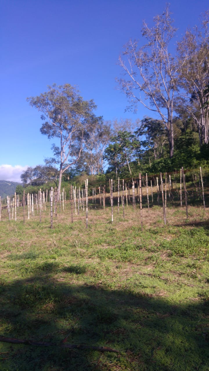 CHIRIQUI, RENACIMIENTO, PLAZA CAISAN, WORKING FARM FOR SALE