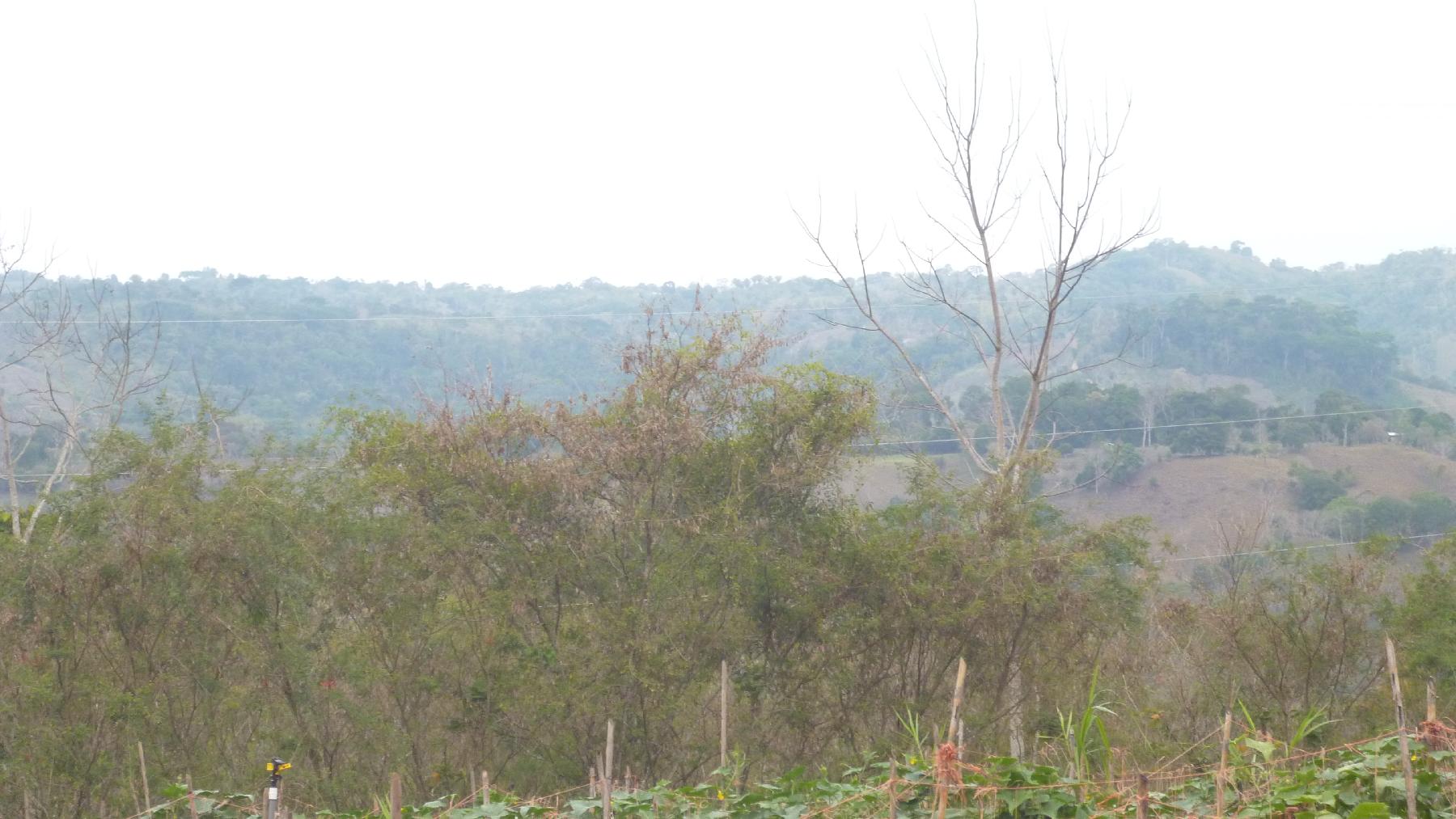CHIRIQUI, RENACIMIENTO, PLAZA CAISAN, WORKING FARM FOR SALE
