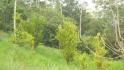 CHIRIQUI, BUGABA, OCEAN VIEW FARM IN CUESTA DE PIEDRA