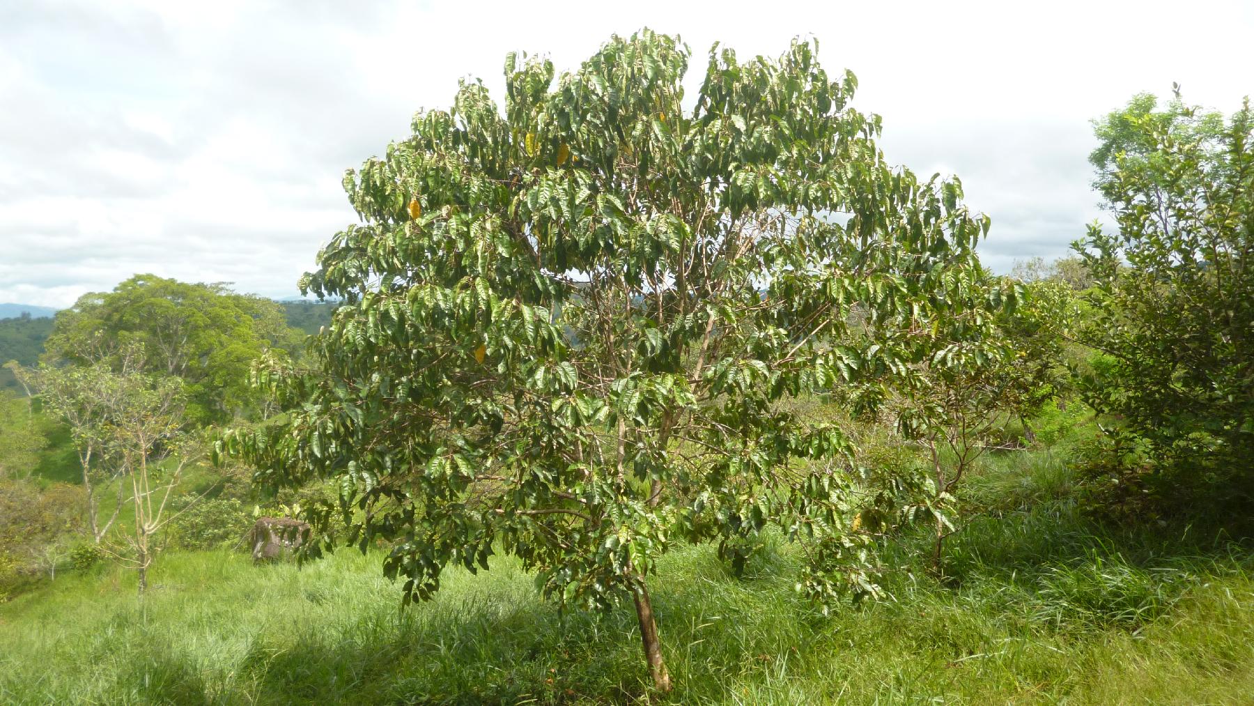 CHIRIQUI, BUGABA, OCEAN VIEW FARM IN CUESTA DE PIEDRA