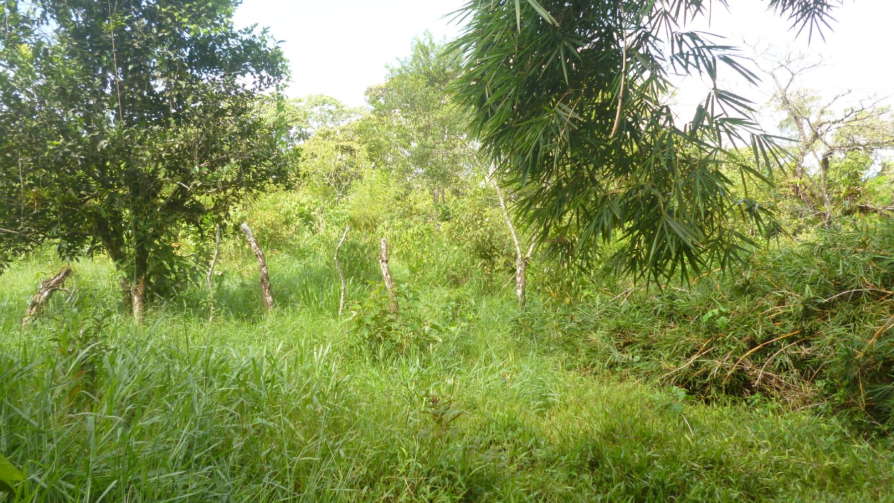 CHIRIQUI, BUGABA, OCEAN VIEW FARM IN CUESTA DE PIEDRA