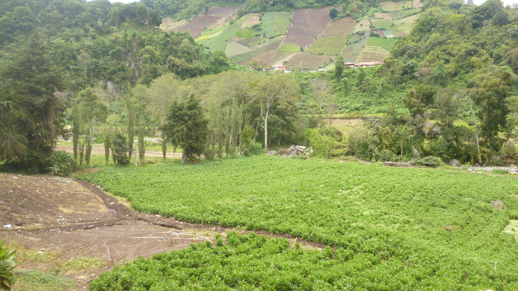 CHIRIQUI, BUGABA, MOUNTAIN PROPERTY IN CERRO PUNTA