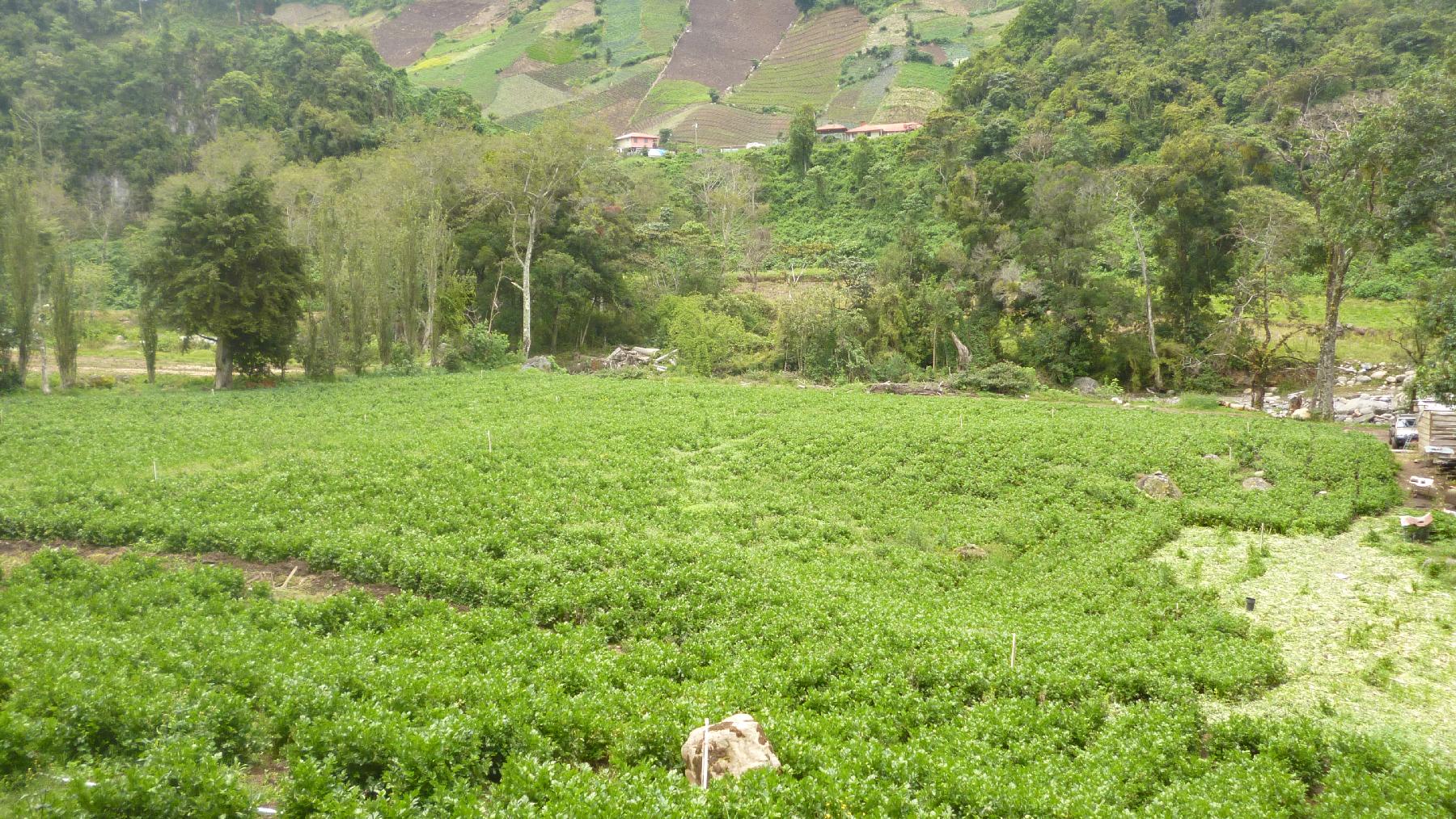 CHIRIQUI, BUGABA, MOUNTAIN PROPERTY IN CERRO PUNTA