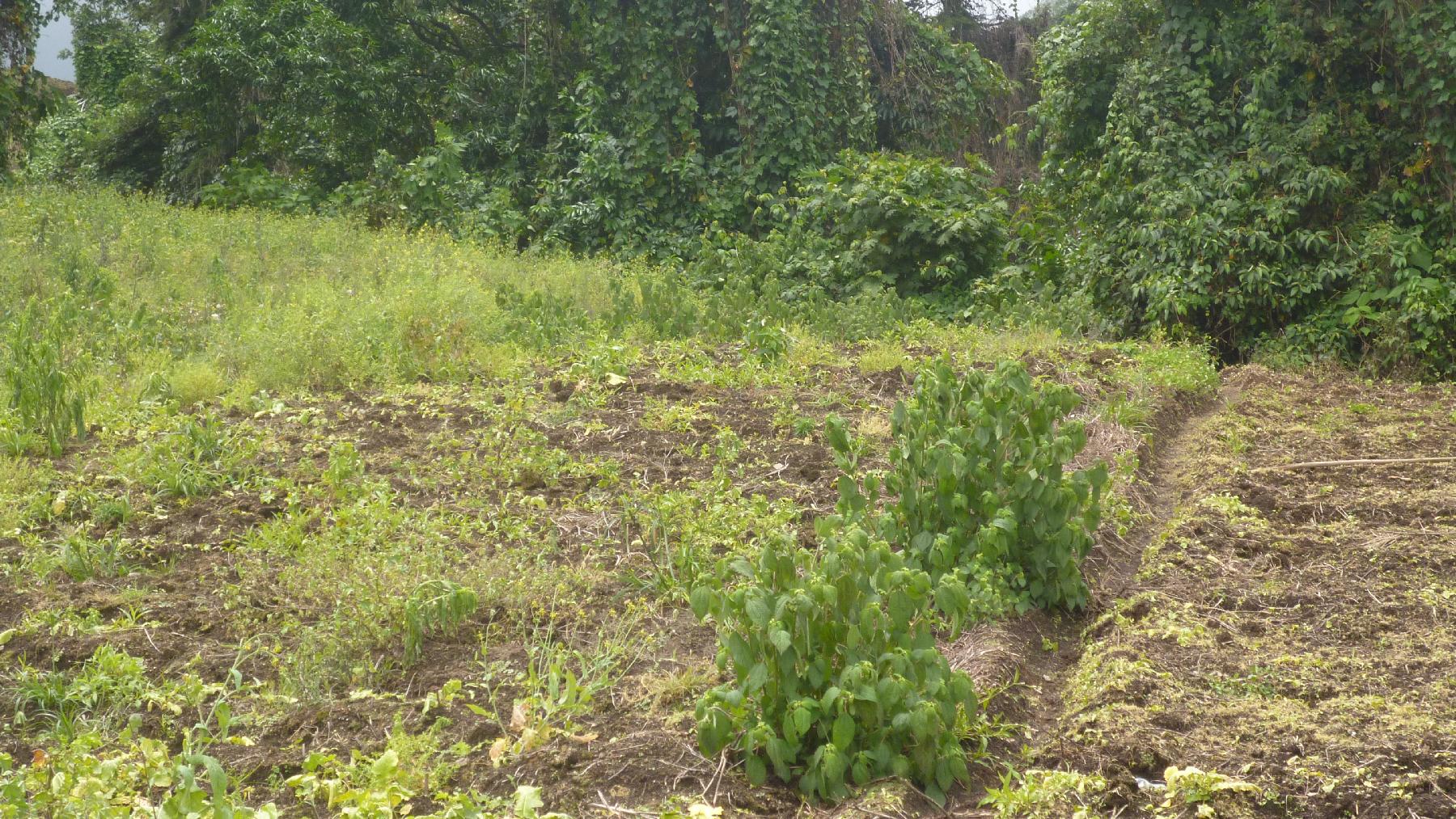 CHIRIQUI, BUGABA, MOUNTAIN PROPERTY IN CERRO PUNTA