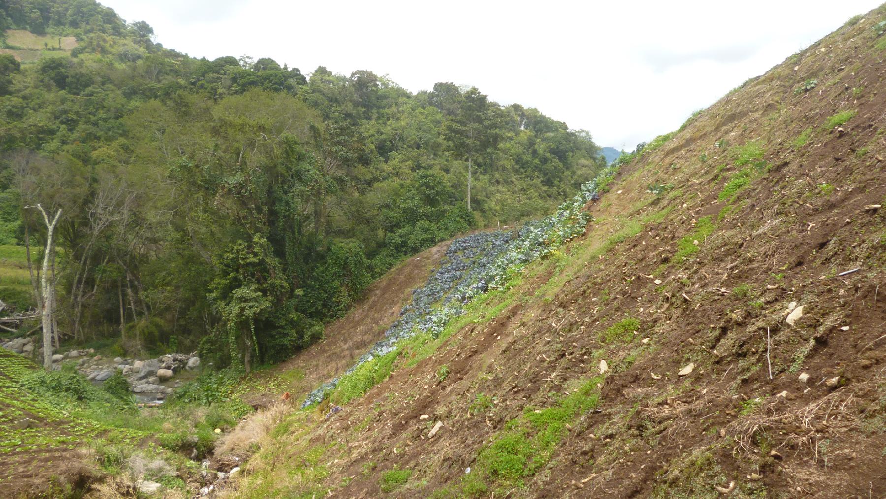 CHIRIQUI, BUGABA, MOUNTAIN PROPERTY IN CERRO PUNTA