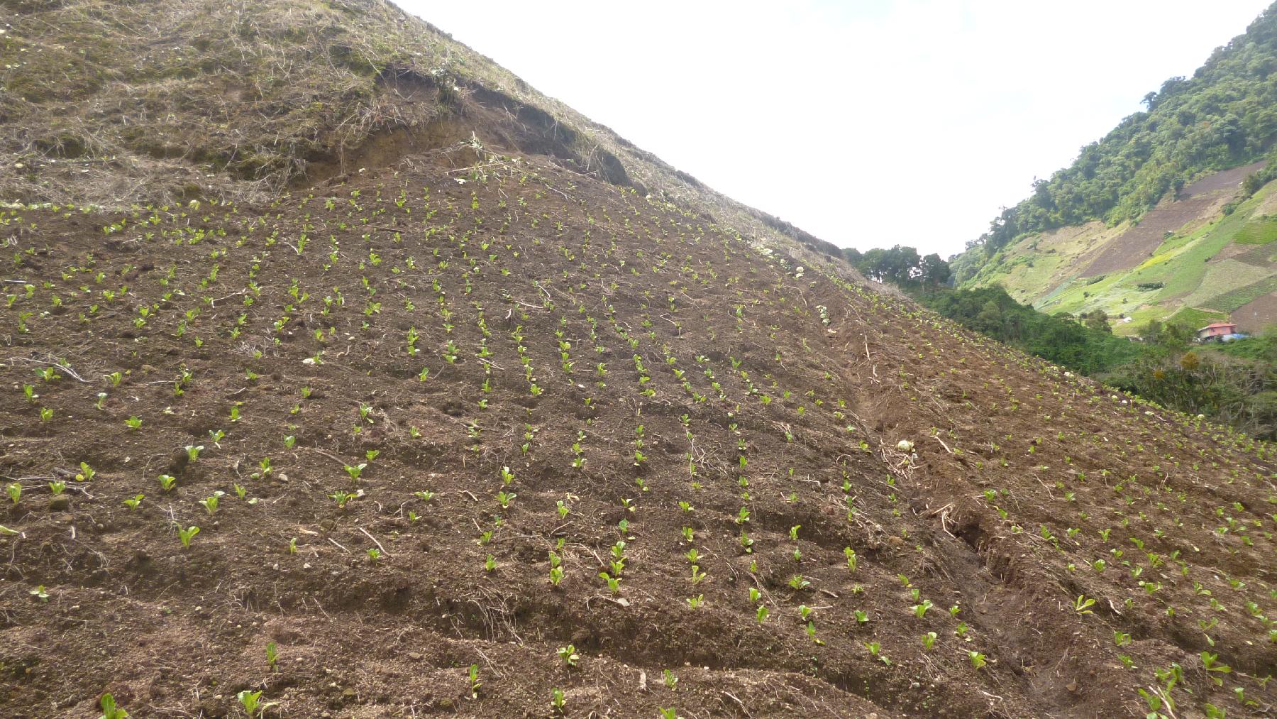 CHIRIQUI, BUGABA, MOUNTAIN PROPERTY IN CERRO PUNTA