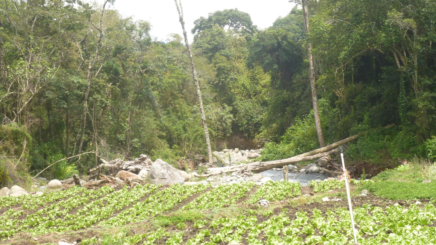 CHIRIQUI, BUGABA, MOUNTAIN PROPERTY IN CERRO PUNTA