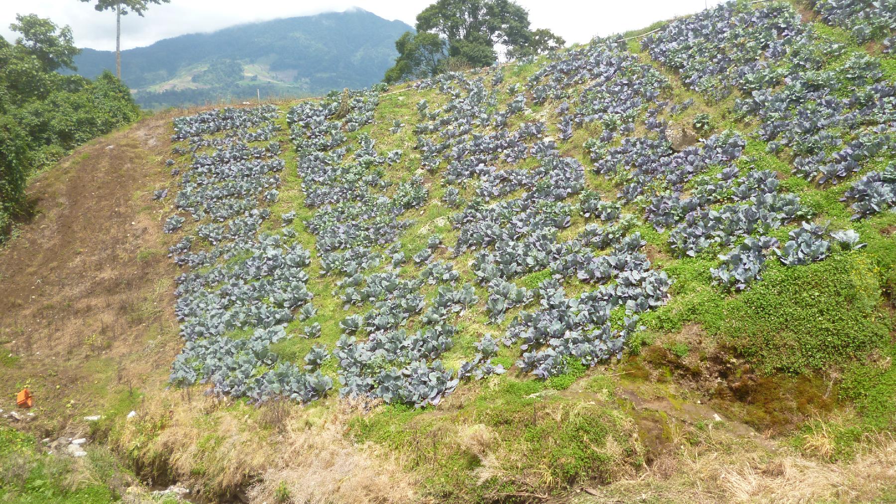 CHIRIQUI, BUGABA, MOUNTAIN PROPERTY IN CERRO PUNTA