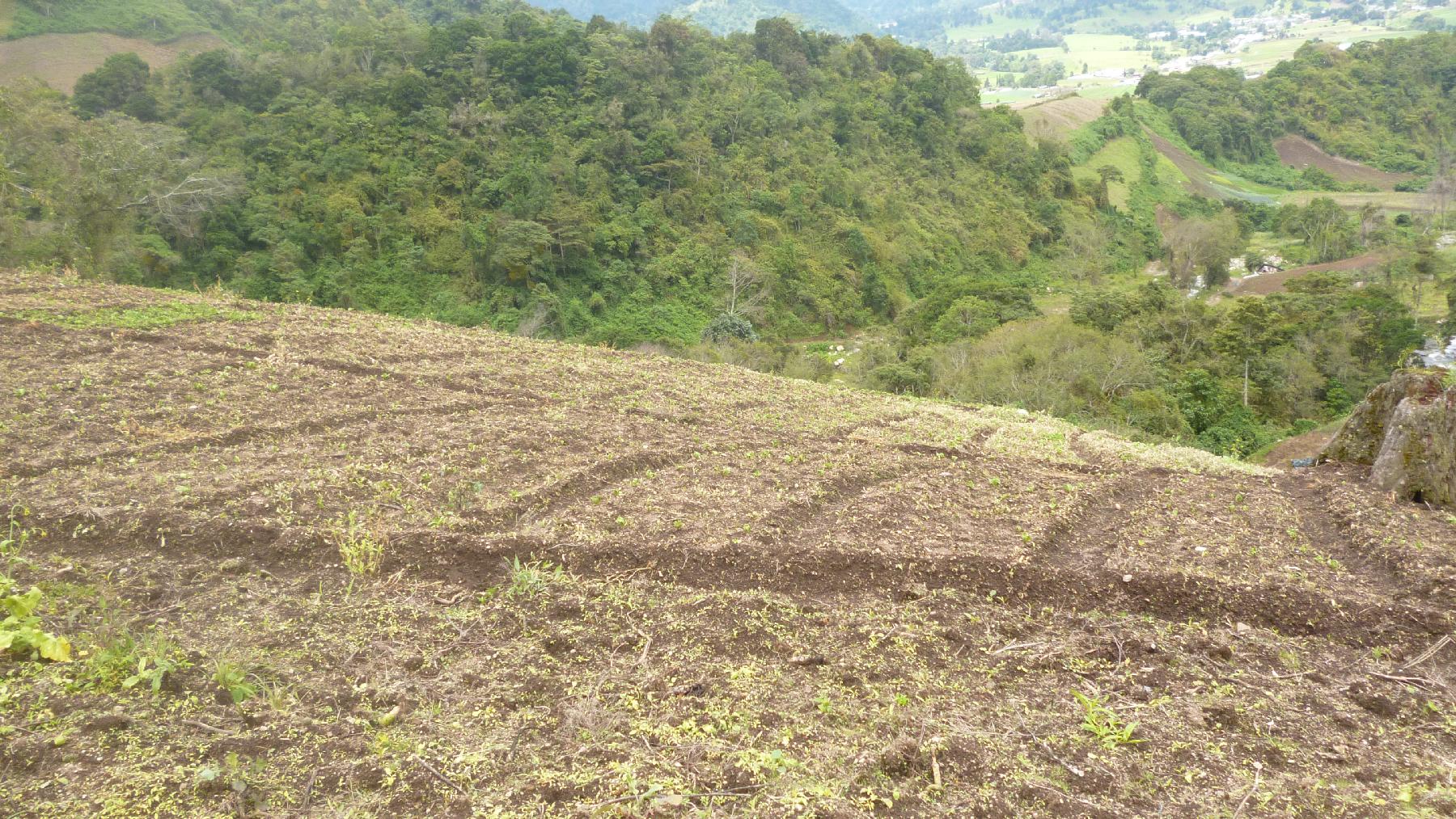 CHIRIQUI, BUGABA, MOUNTAIN PROPERTY IN CERRO PUNTA