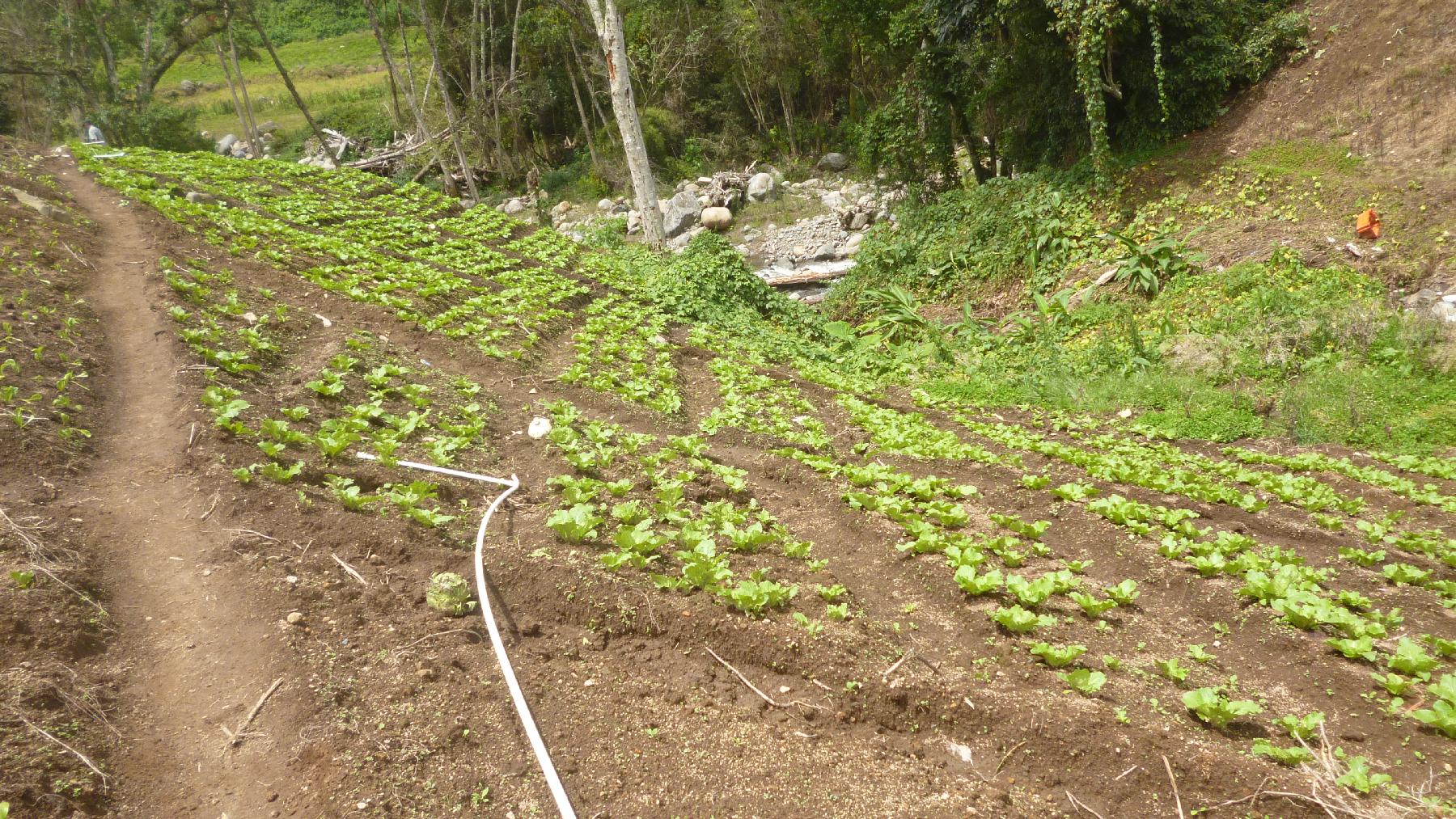 CHIRIQUI, BUGABA, MOUNTAIN PROPERTY IN CERRO PUNTA