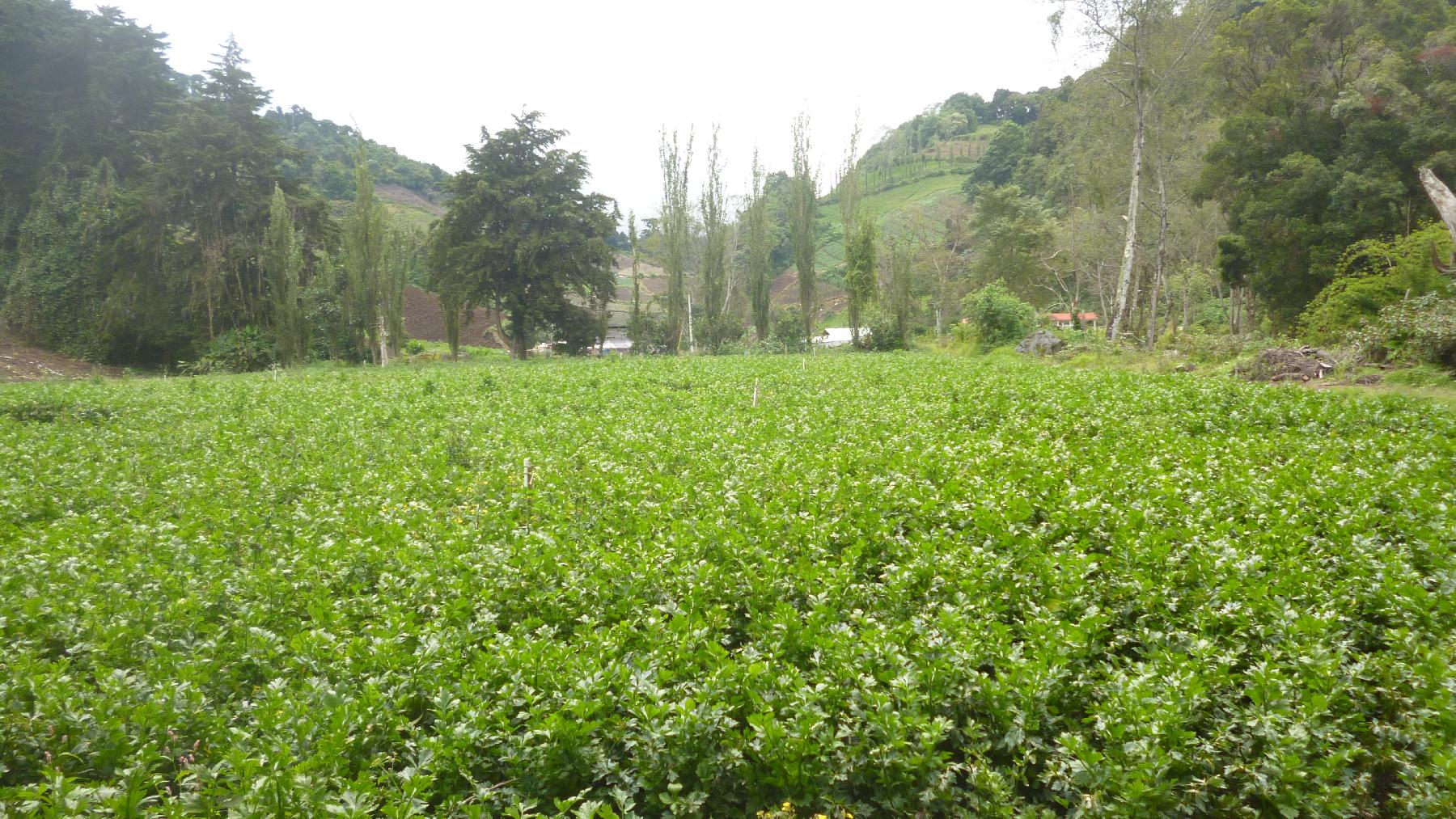 CHIRIQUI, BUGABA, MOUNTAIN PROPERTY IN CERRO PUNTA