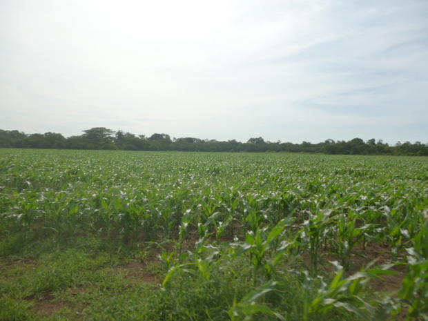 CHIRIQUI, SAN LORENZO, FERME A VENDRE