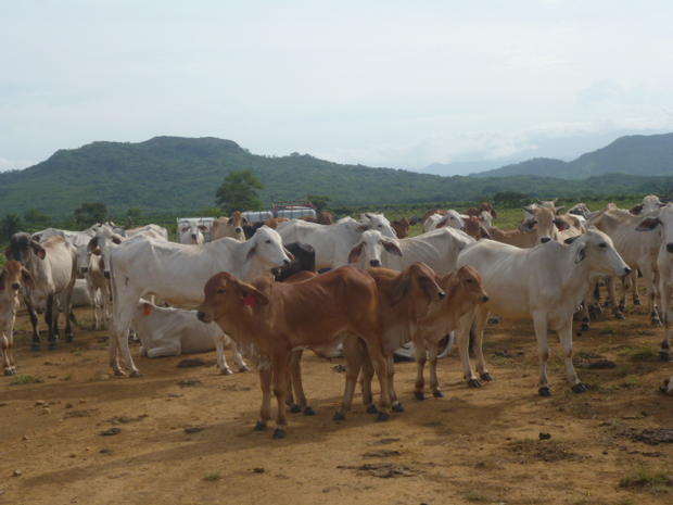 CHIRIQUI, SAN LORENZO, FERME A VENDRE