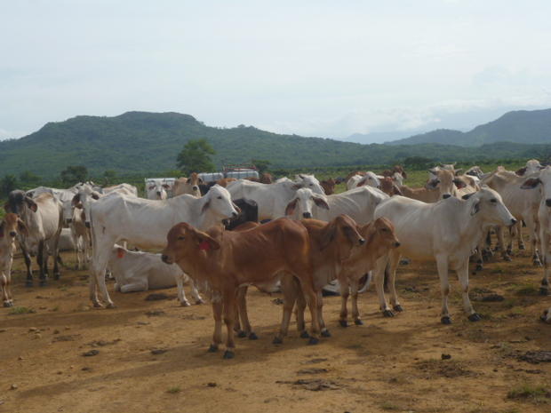 CHIRIQUI, SAN LORENZO, A LA VENTA FINCA FRENTE AL MAR